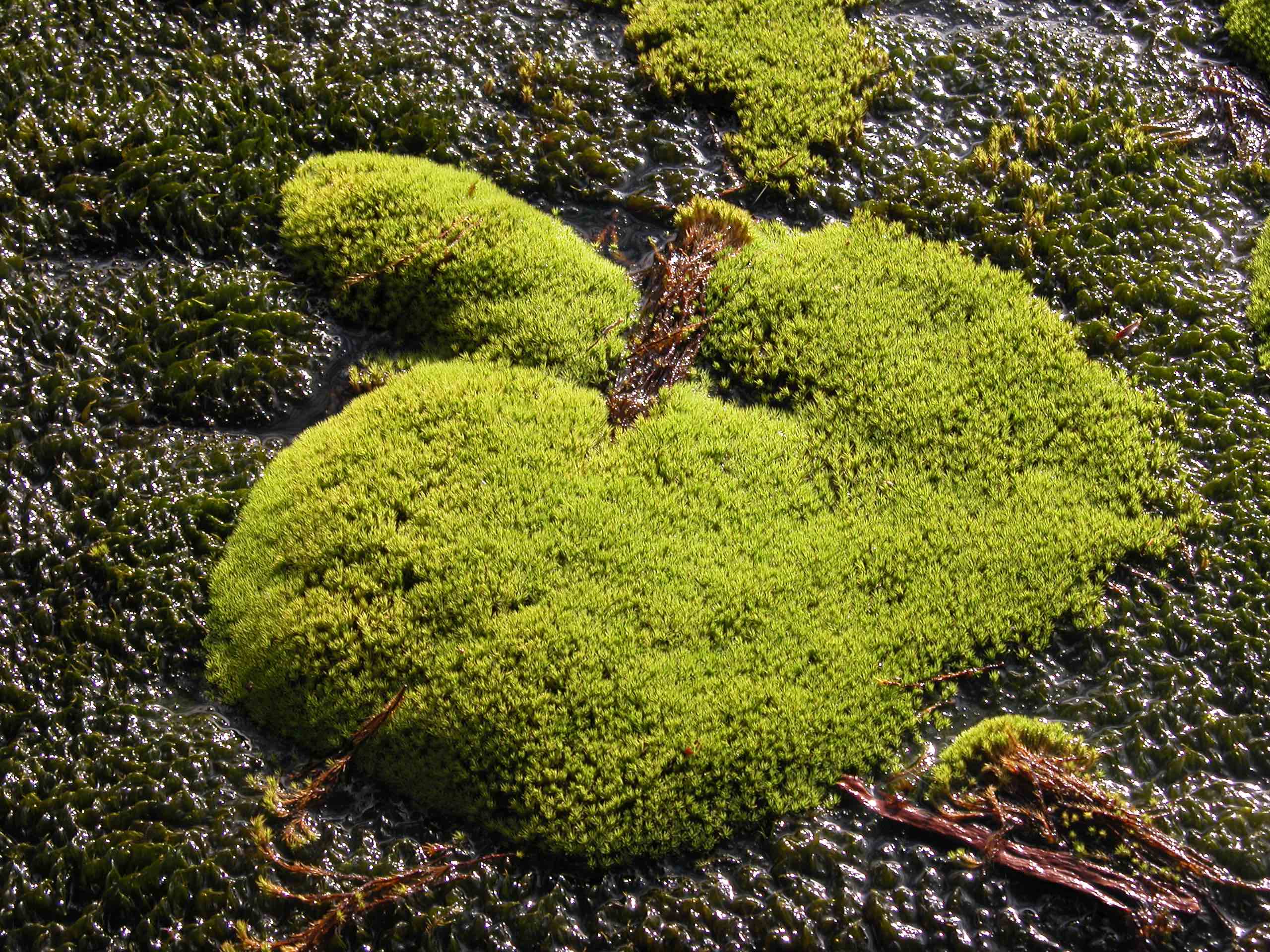 <i>Bartramia subsymmetrica</i> Cardot surrounded by <i>Blindia robusta</i> Hampe in a pool near Mount Nelse.