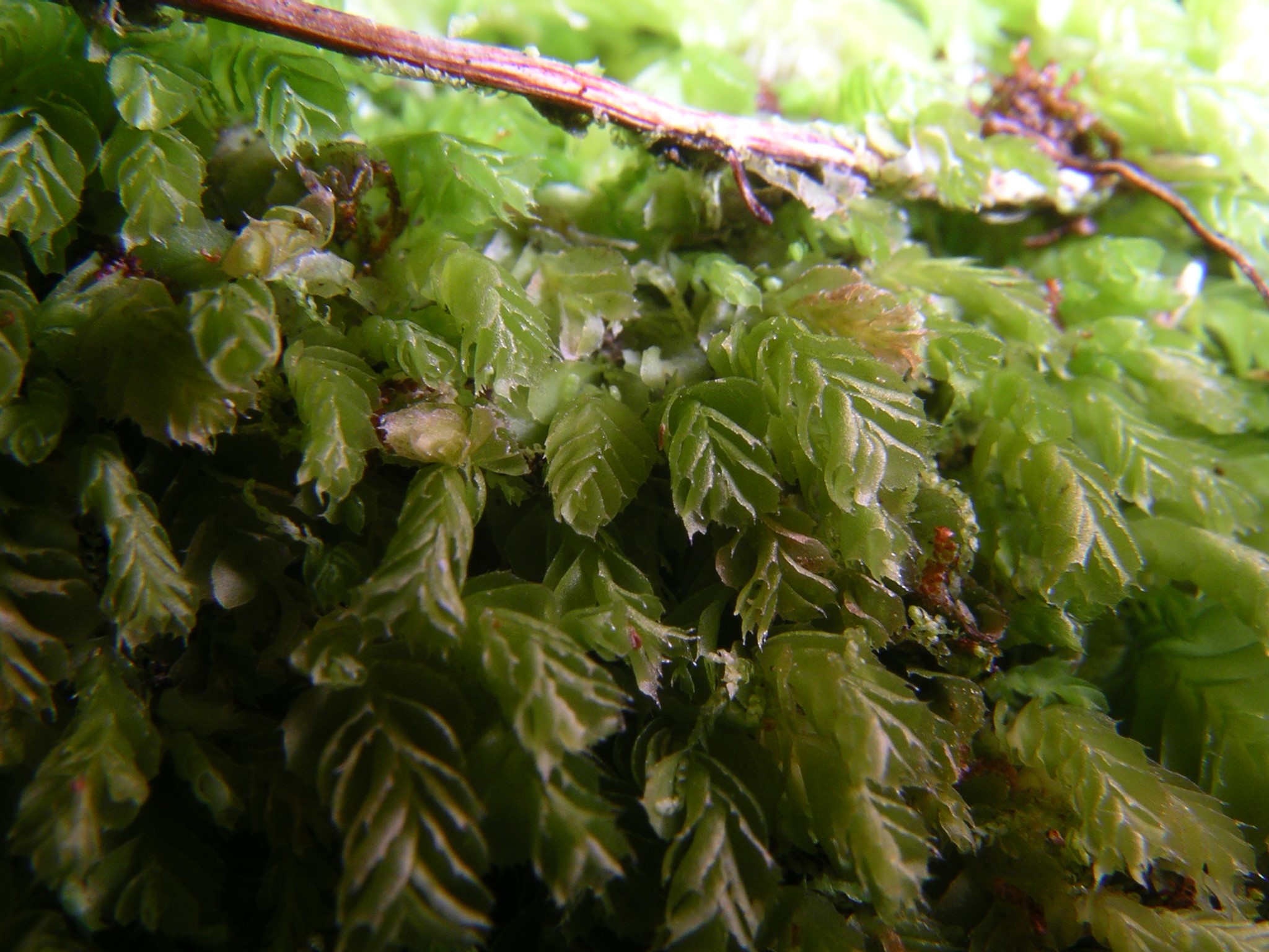 <i>Acrobolbus knightii</i> (Mitt.) Briscoe, Raoul Island.