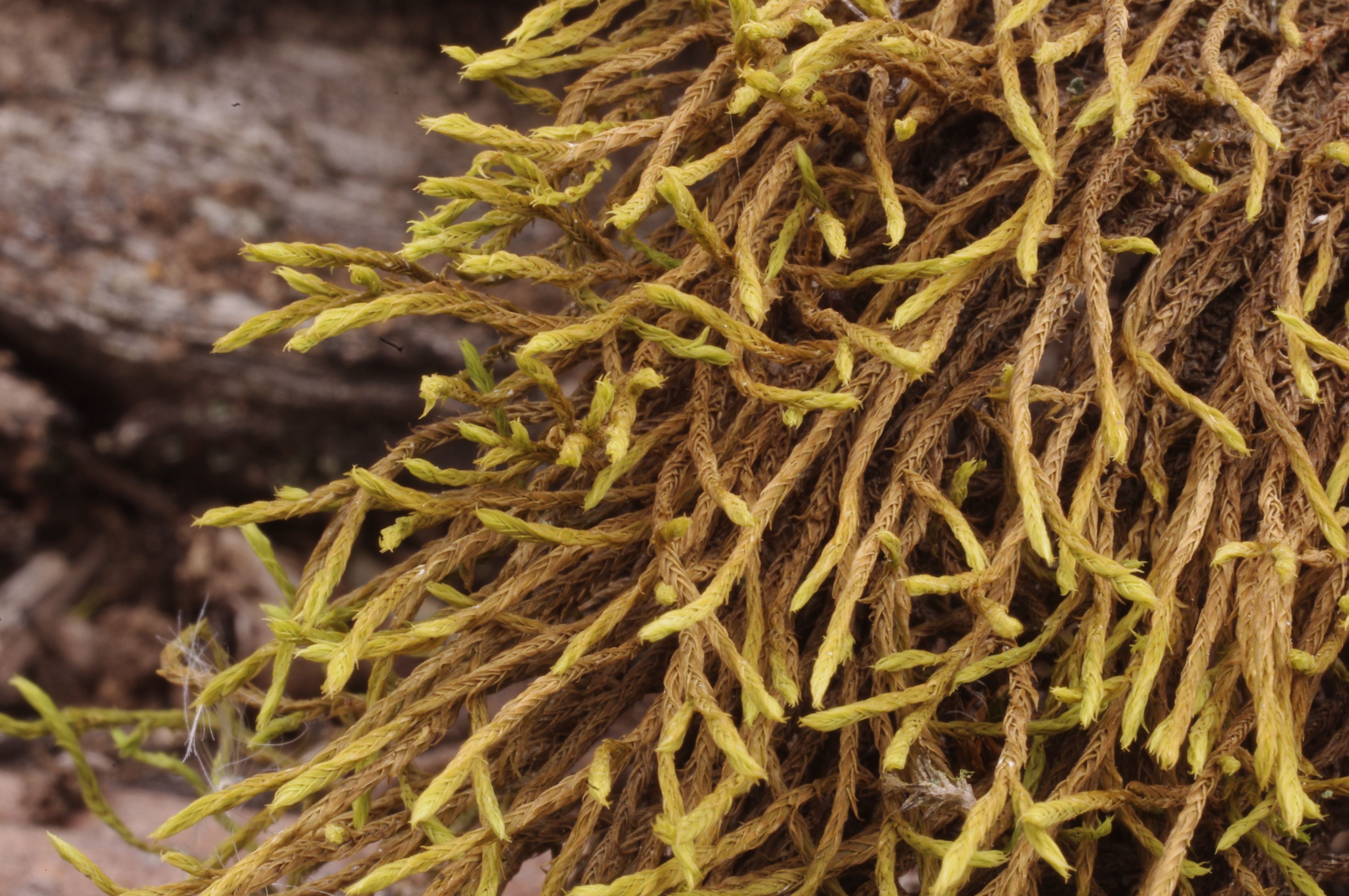 <i>Triquetrella papillata</i> when dry.